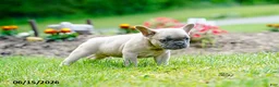 French Bulldog dogs for sale: Kingsley - Ad 5