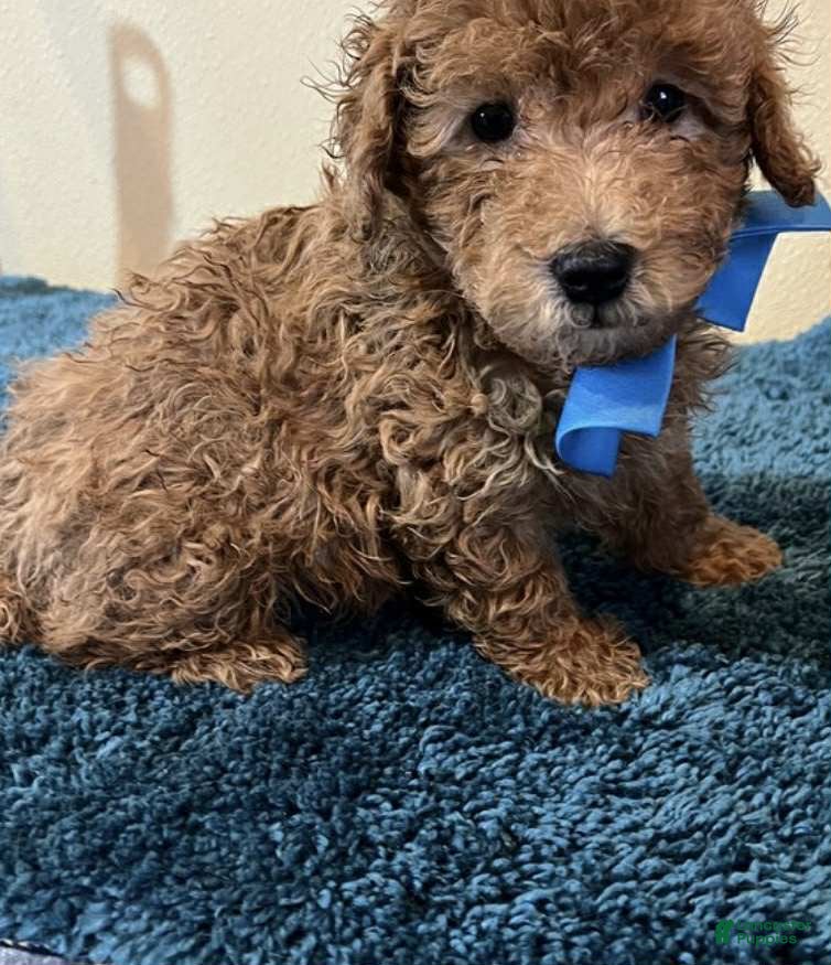 Toy Poodle dogs Triple X - Ad 42