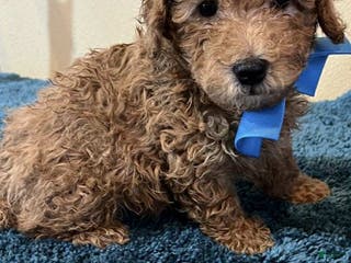 Toy Poodle dogs Triple X - Ad 42
