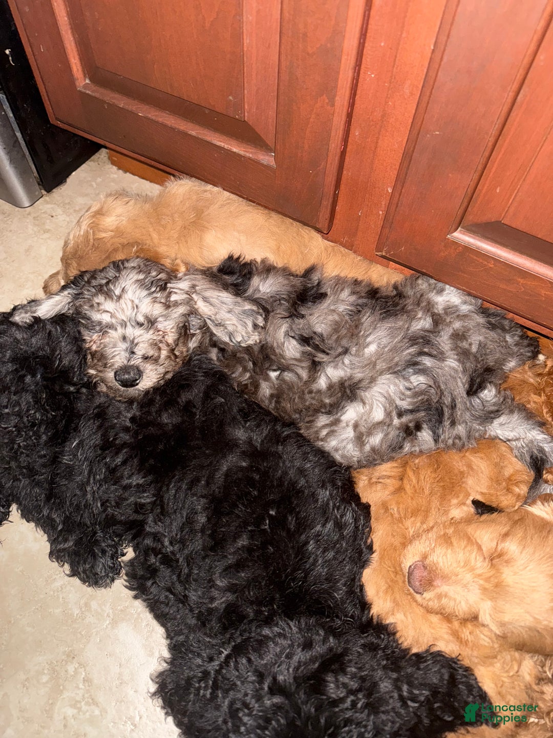 Mini Goldendoodle dogs for sale: Finn - Ad 9