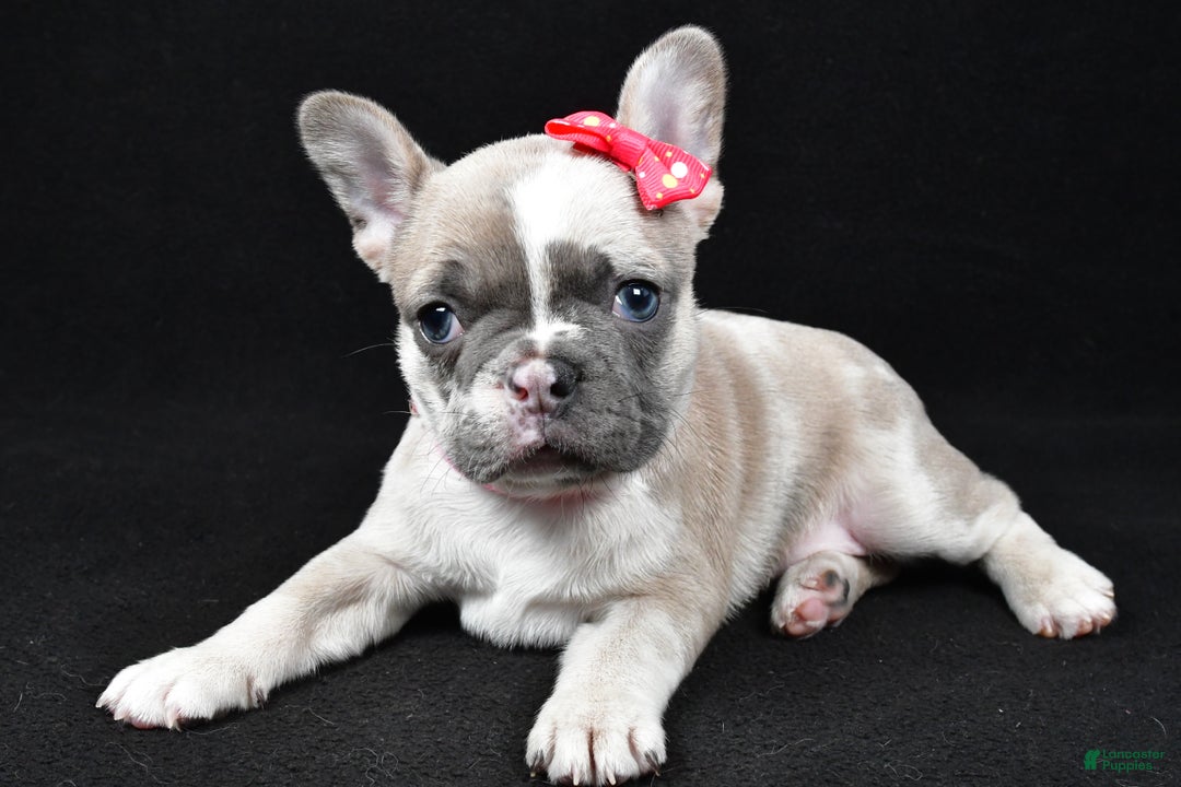 Mixed Breed dogs for sale: Lucy - Ad 3