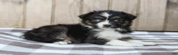 Australian Shepherd dogs for sale: Raine - Ad 3