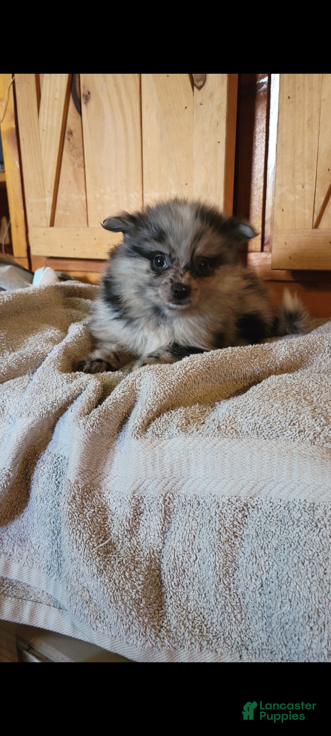 Pomeranian dogs Sis - Ad 2