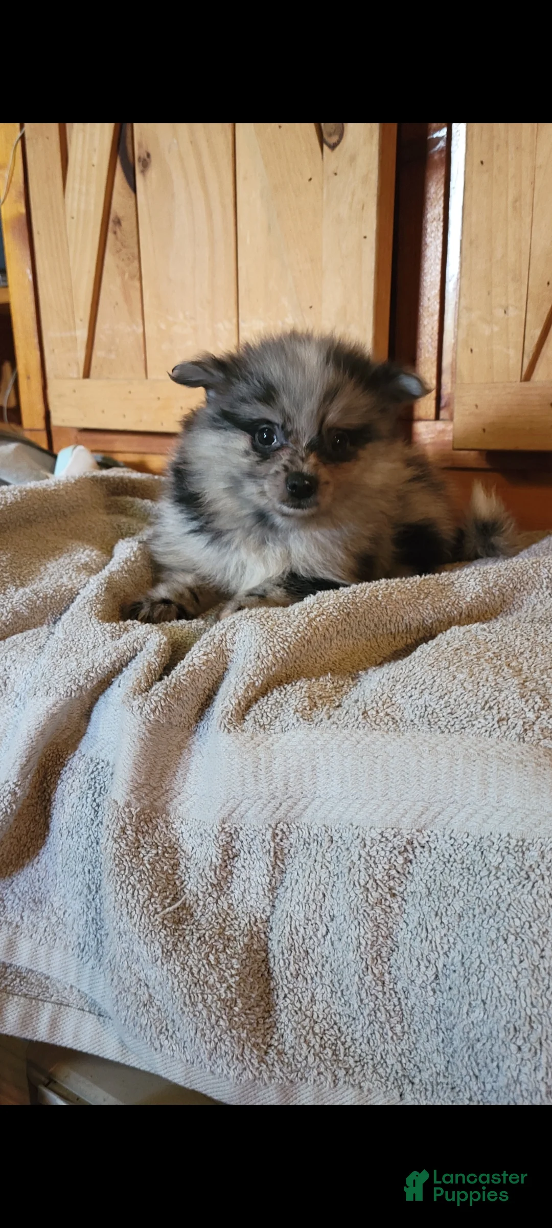 Pomeranian dogs for sale: Sis - Ad 2
