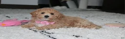 Bichpoo dogs for sale: Aubrey - Ad 4