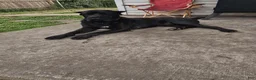 Cane Corso dogs for sale: Cane Corso 1 - Ad 5