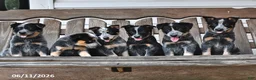 Australian Cattle Dog dogs for sale: Holly - Ad 5