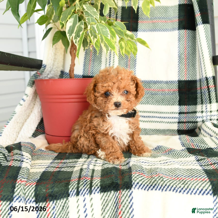 Toy Poodle dogs Raindrop - Ad 1