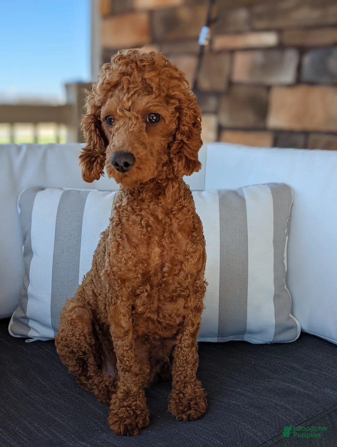 Cavapoo dogs for sale: Toby - Ad 6