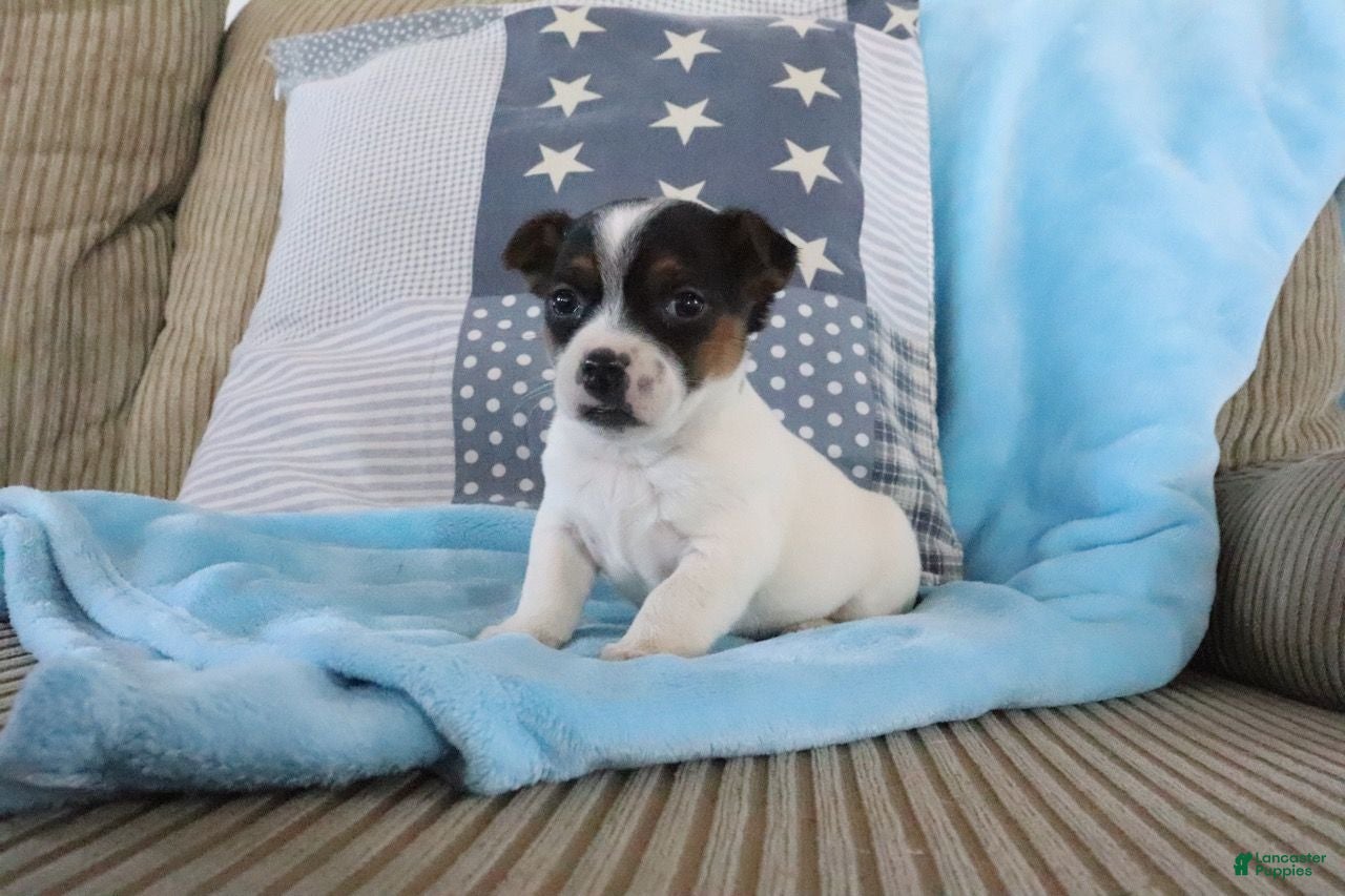 Jack Russell Terrier dogs Simon - Ad 11