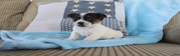 Jack Russell Terrier dogs for sale: Simon - Ad 1