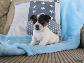 Jack Russell Terrier dogs Simon - Ad 7