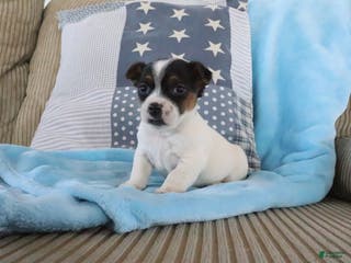 Jack Russell Terrier dogs Simon - Ad 35