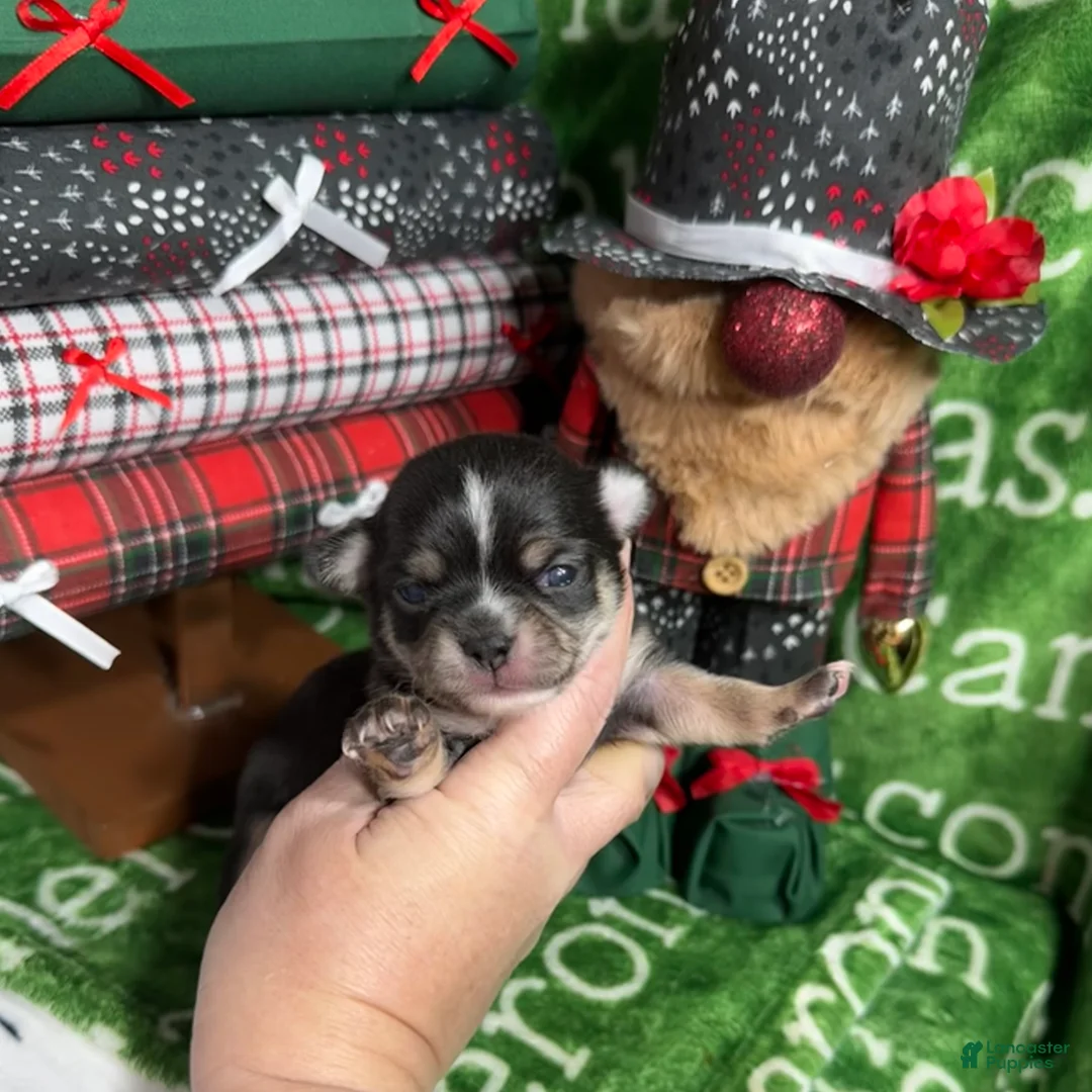 Chihuahua dogs for sale: Tiny Apollo Short Coat Tri - Ad 13