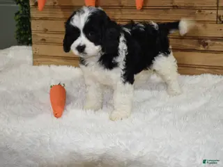 Cavapoo dogs for sale: Brindley - Ad 2
