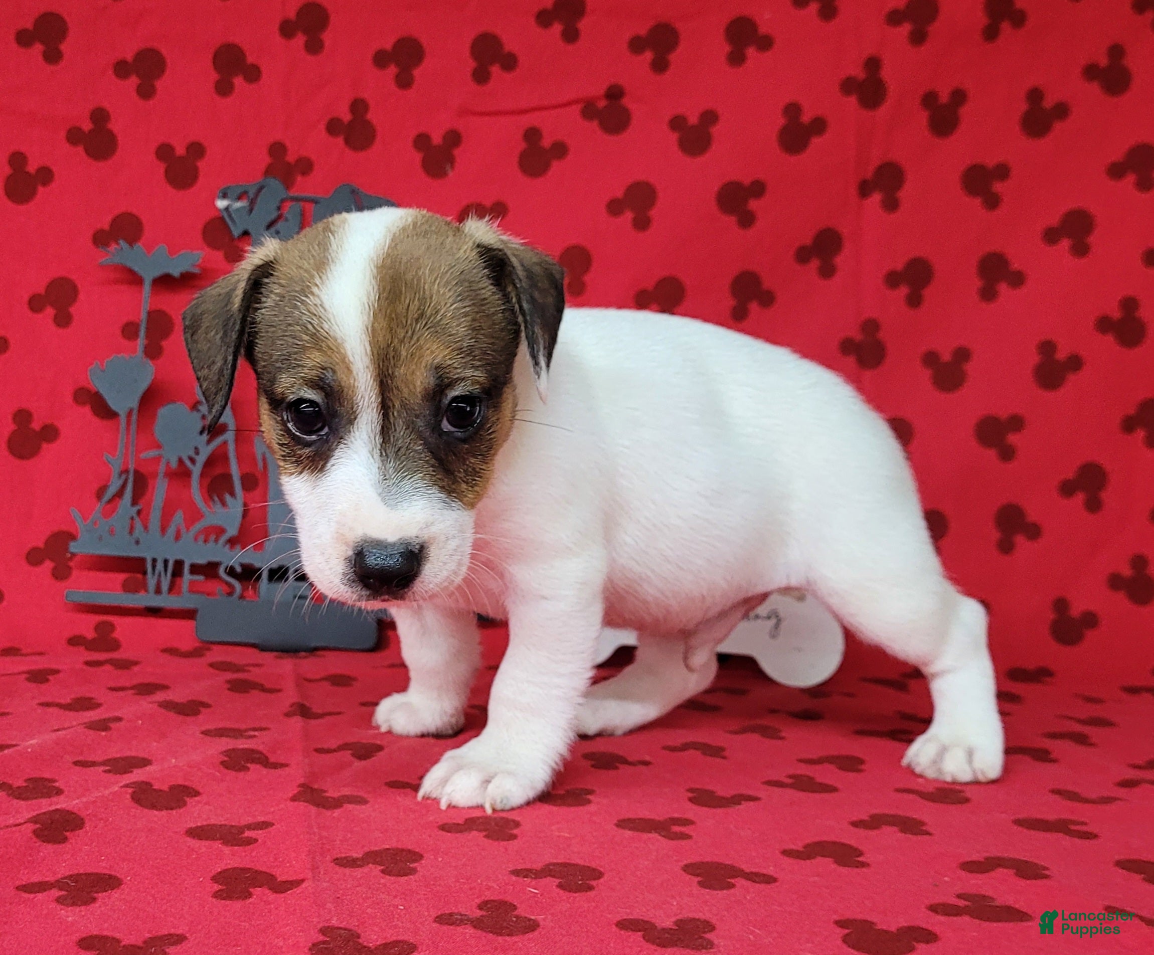 Jack Russell Terrier dogs Pax CKC male Delivery Available  - Ad 1