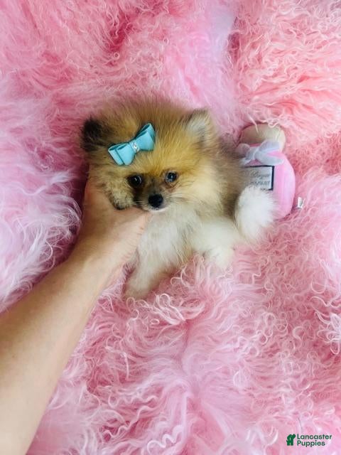 Pomeranian dogs Pomeranian 2 - Ad 25