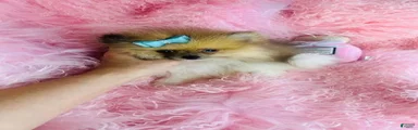 Pomeranian 2