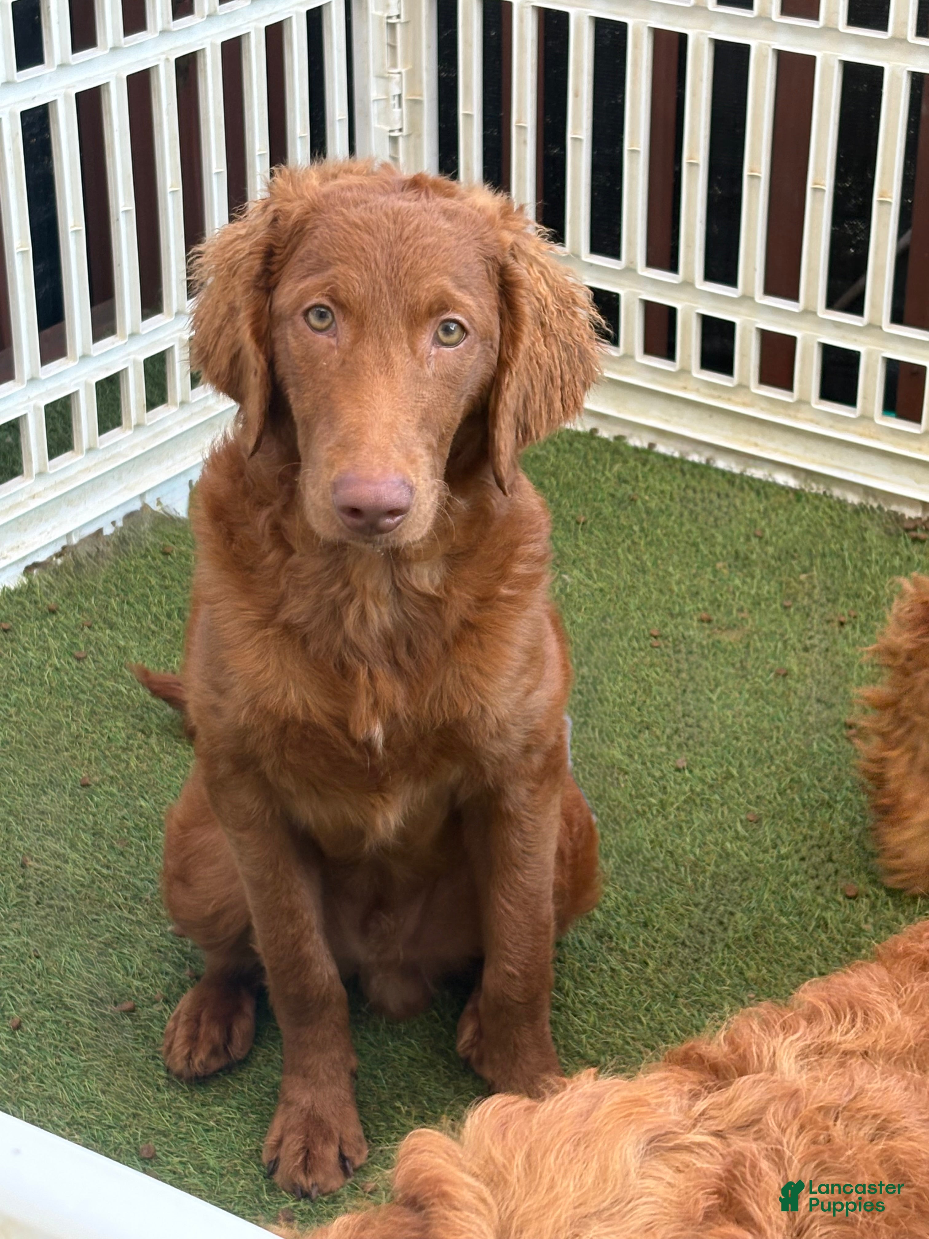Goldendoodle dogs Deuce - Ad 2