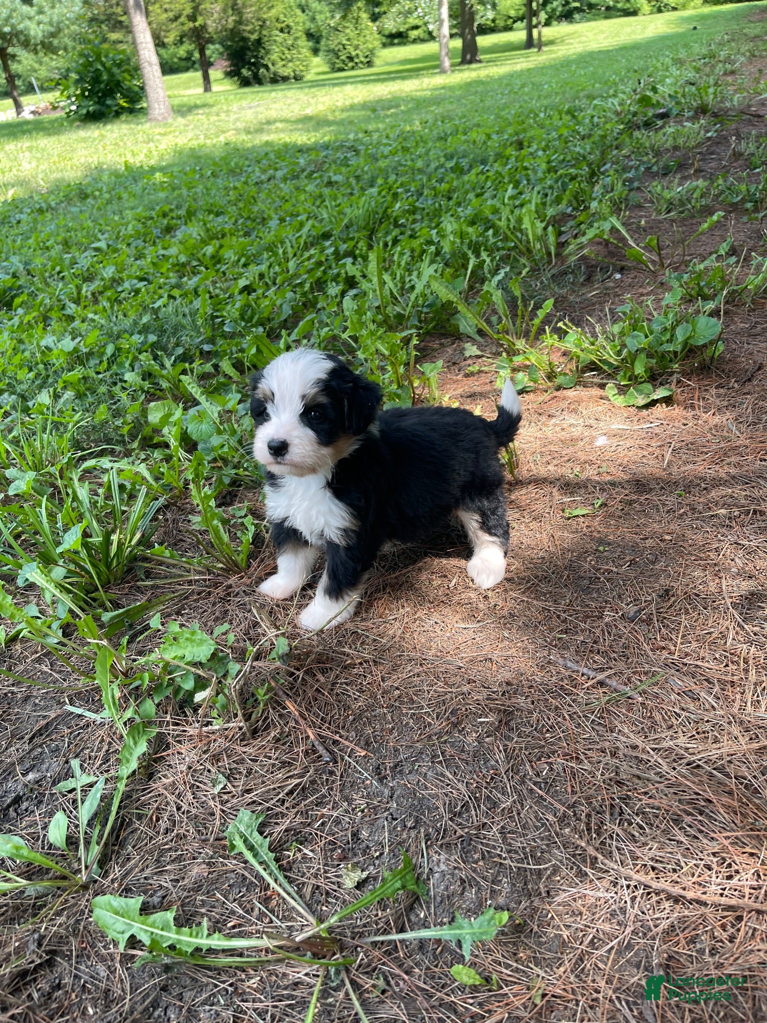 Mini Bernedoodle dogs Kade  - Ad 1