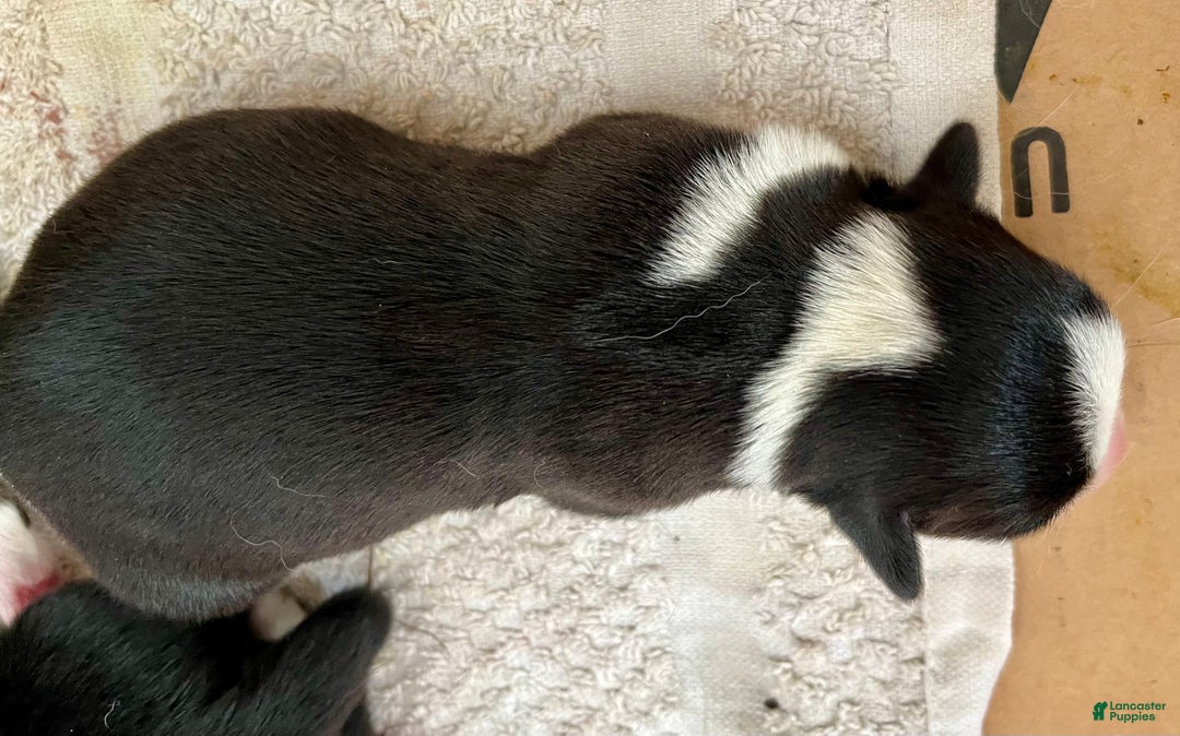 Welsh Corgi Cardigan dogs for sale: Welsh Corgi Cardigan Puppy 4: Jigawatt - Ad 2