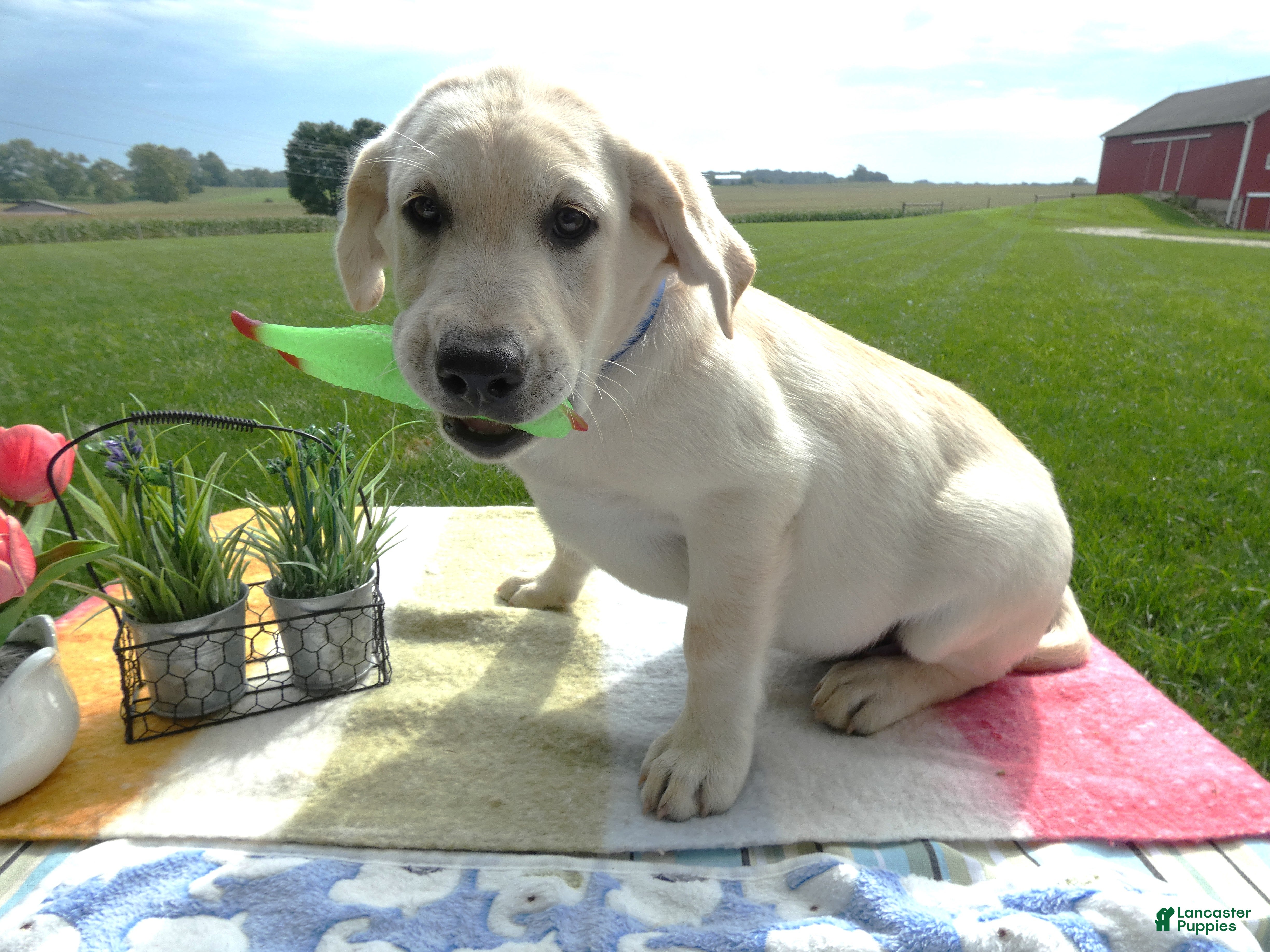 Labrador Retriever dogs Labrador Retriever 2 Hyland - Ad 39