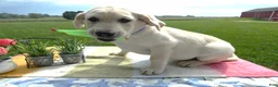 Labrador Retriever dogs for sale: Labrador Retriever 2 Hyland - Ad 1