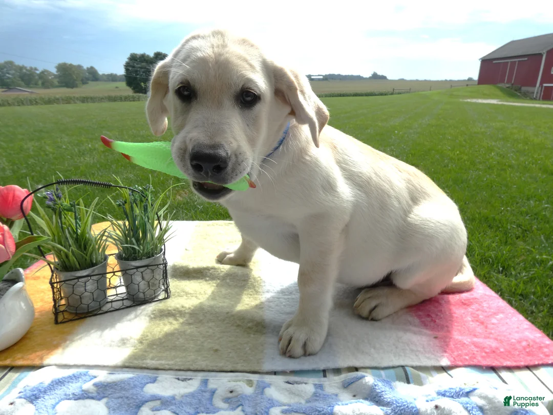 Labrador Retriever dogs for sale: Labrador Retriever 2 Hyland - Ad 1