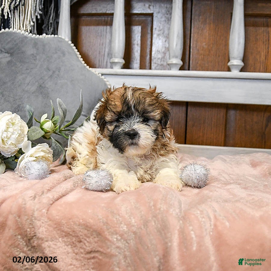 Teddy Bear dogs Sugar - Ad 2