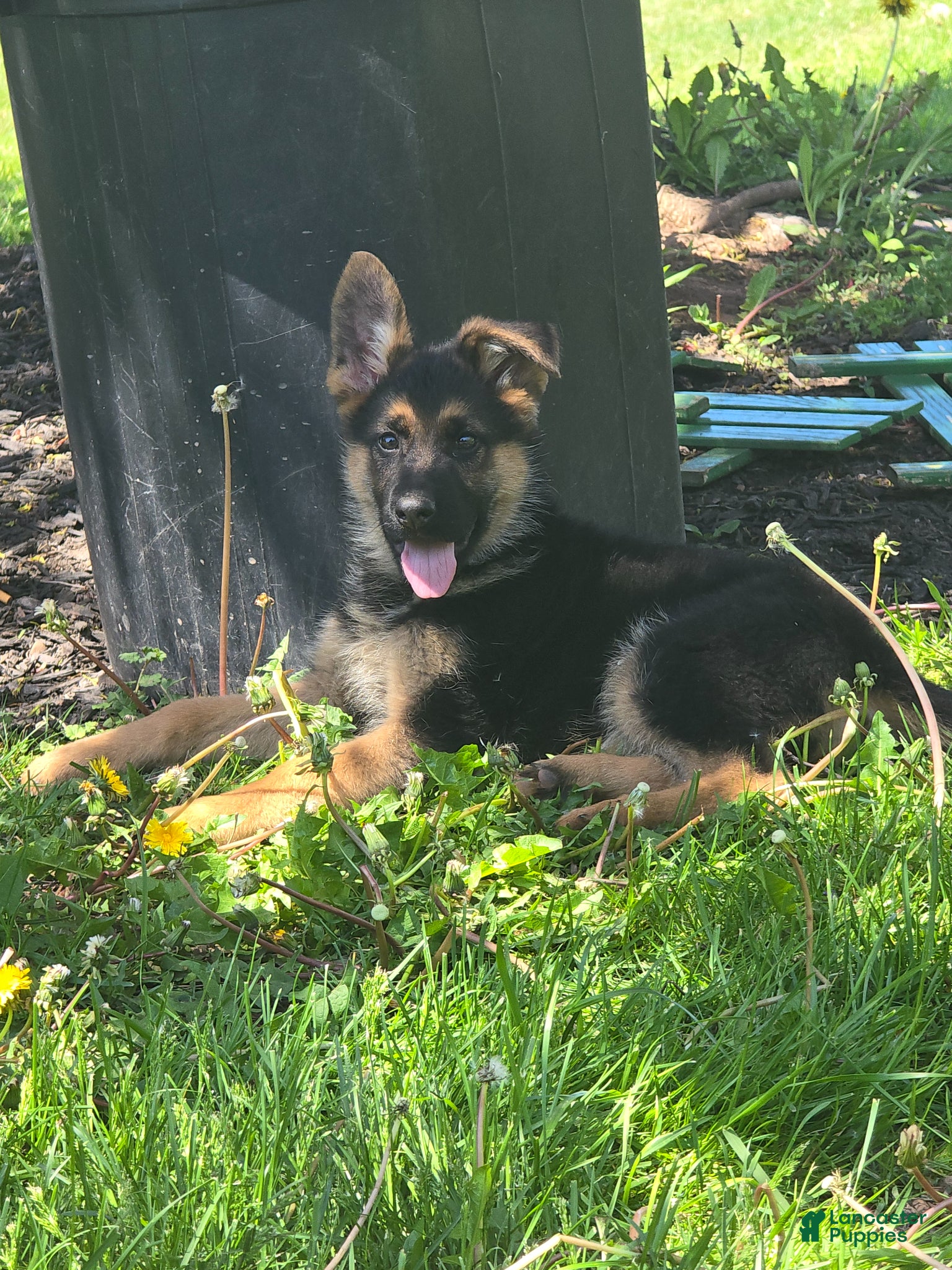 German Shepherd dogs German Shepherd Puppy 2 - Ad 28