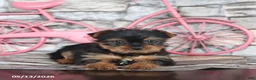Yorkshire Terrier dogs for sale: Janice - Ad 3