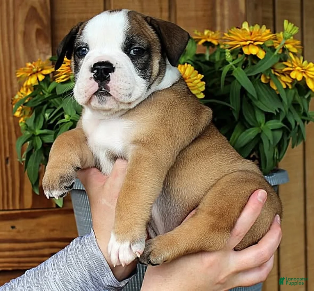 Olde English Bulldogge dogs for sale: Summit - Ad 2