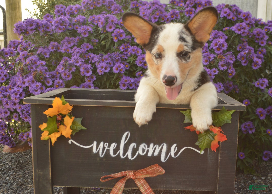 Welsh Corgi Pembroke litter for sale in Gordonville Lancaster