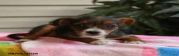 Mixed Breed dogs for sale: Isis - Ad 3