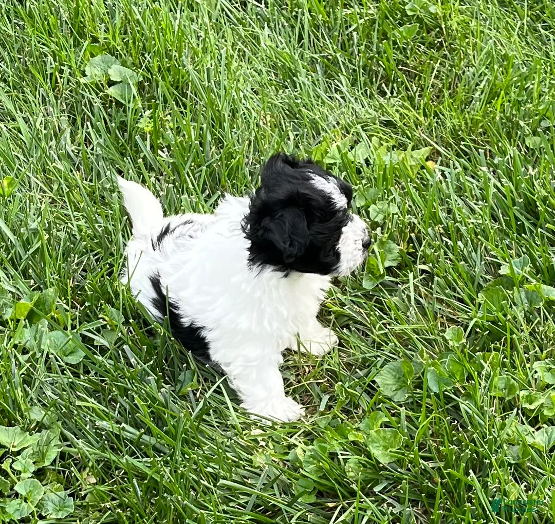 Mixed Breed dogs for sale: Max - Ad 1