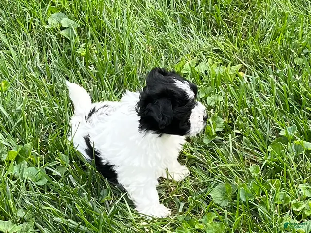 Mixed Breed dogs for sale: Max - Ad 1