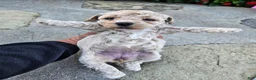 Bichpoo dogs for sale: Willow - Ad 4