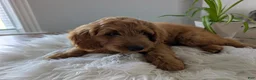 Irish Doodle dogs for sale: Mini Irish Doodle 3 - Ad 3