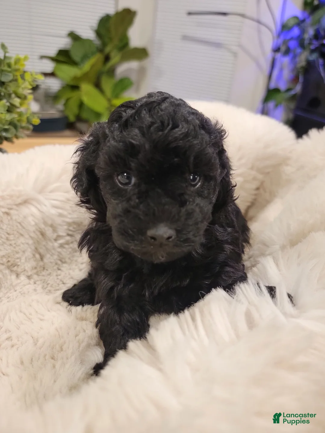 Toy Poodle dogs for sale: Toy Poodle Puppy 5 - Ad 1