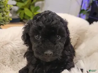 Toy Poodle dogs Toy Poodle Puppy 5 - Ad 27