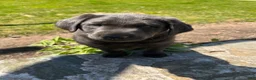 Labrador Retriever dogs for sale: Gus - Ad 2