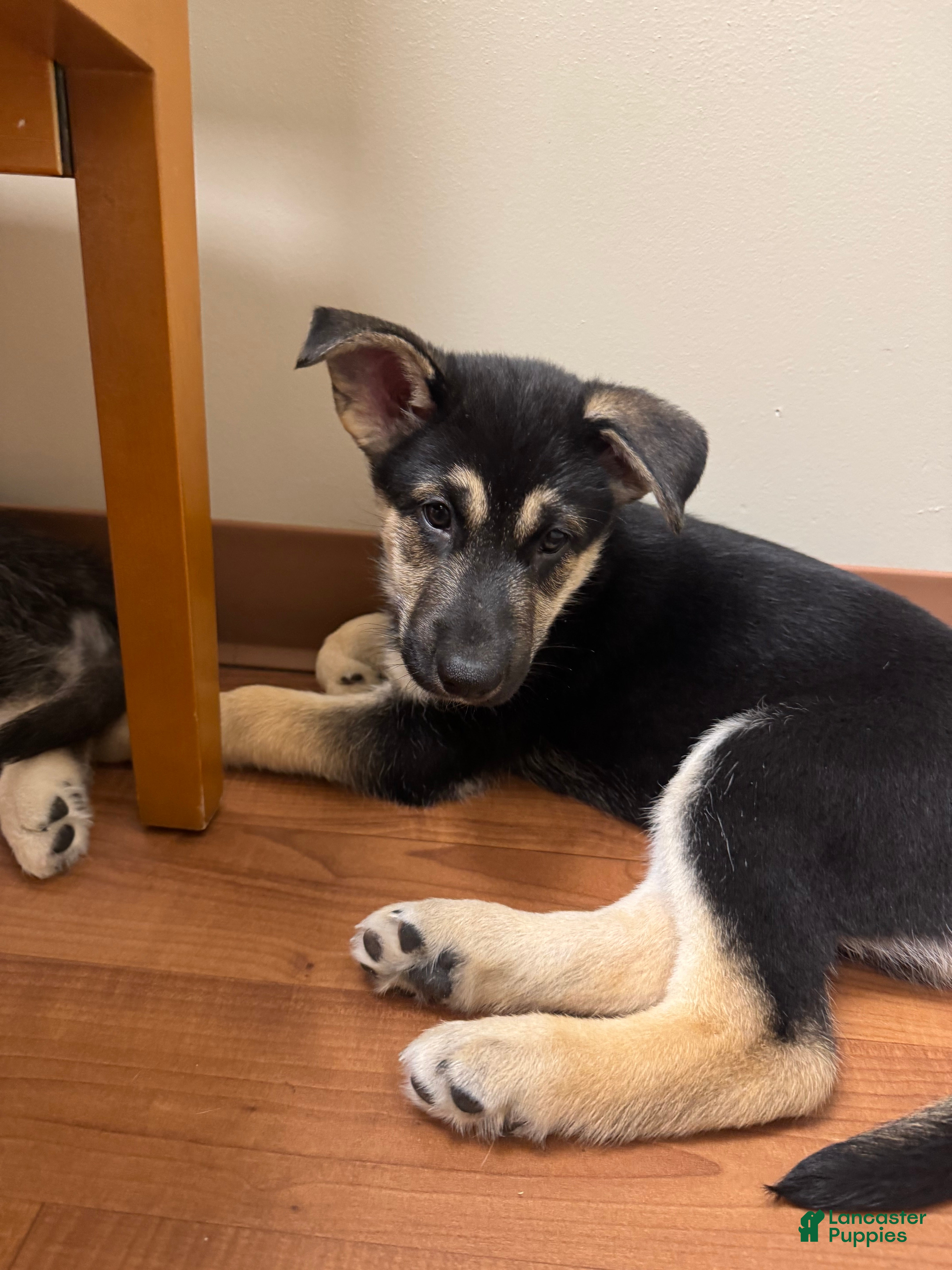 Gerberian Shepsky dogs (Red collar) Gerberian Shepsky Puppy 2 - Ad 18