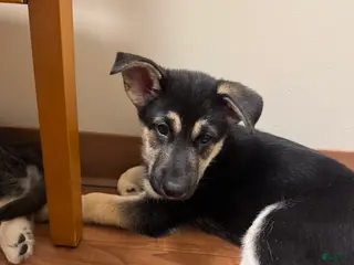 Gerberian Shepsky dogs (Red collar) Gerberian Shepsky Puppy 2 - Ad 18