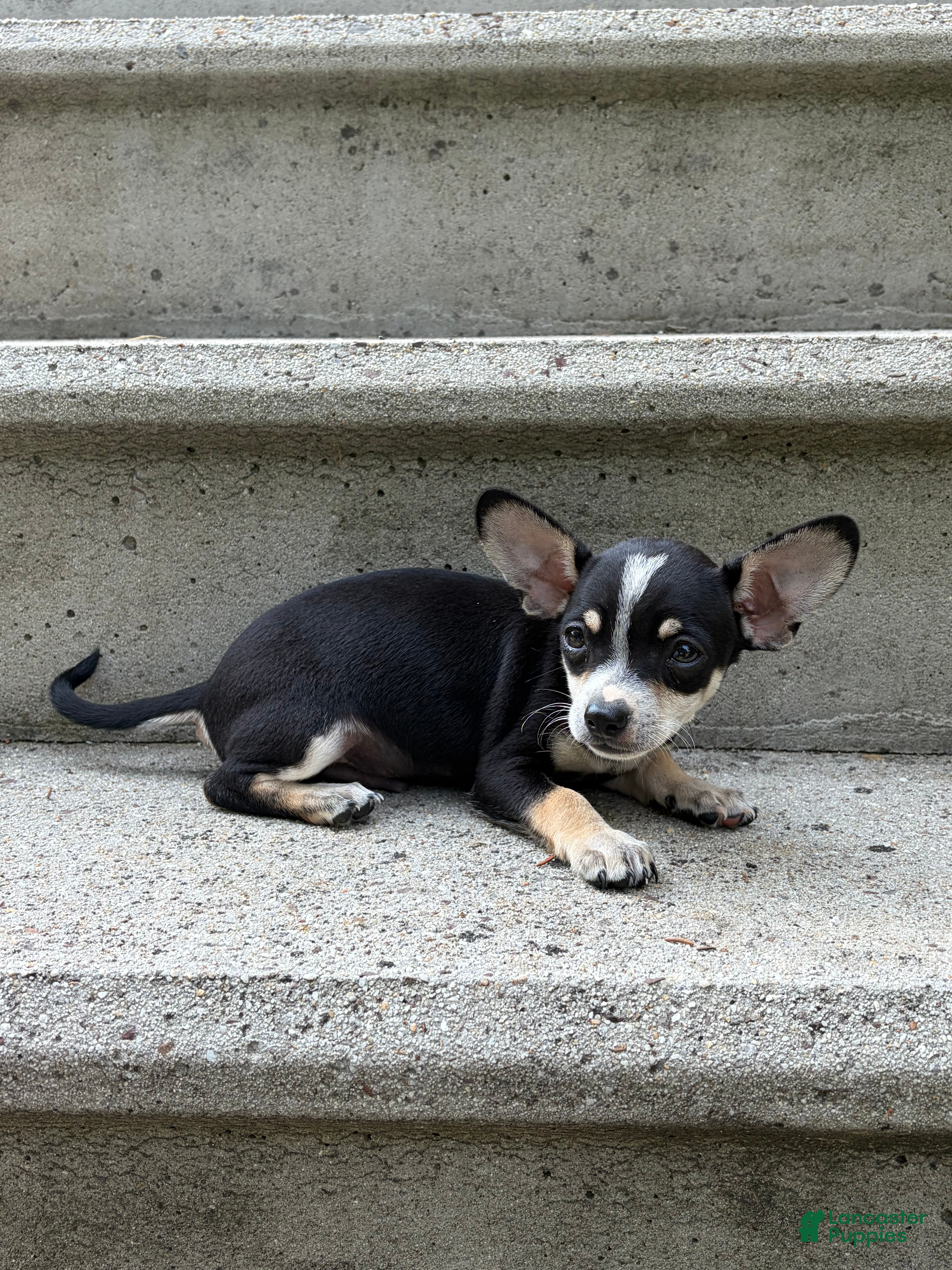 Chihuahua dogs Ollie - Ad 1