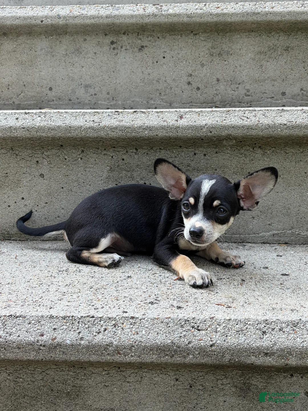 Chihuahua dogs for sale: Ollie - Ad 1