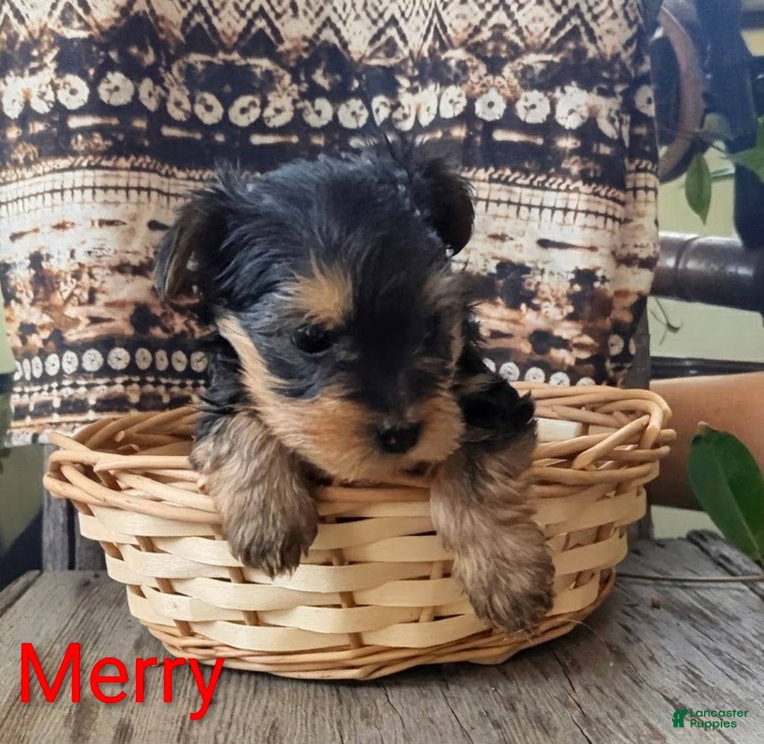 Yorkshire Terrier dogs for sale: Merry - Ad 5