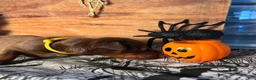 Doberman Pinscher dogs for sale: Pumpkin Spice: European Bloodlines  - Ad 5