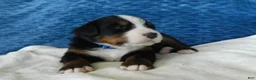 Bernese Mountain Dog dogs for sale: Bobby - Ad 2