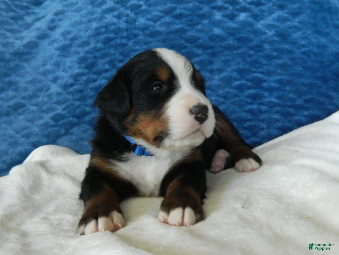 Bernese Mountain Dog dogs for sale: Bobby - Ad 2