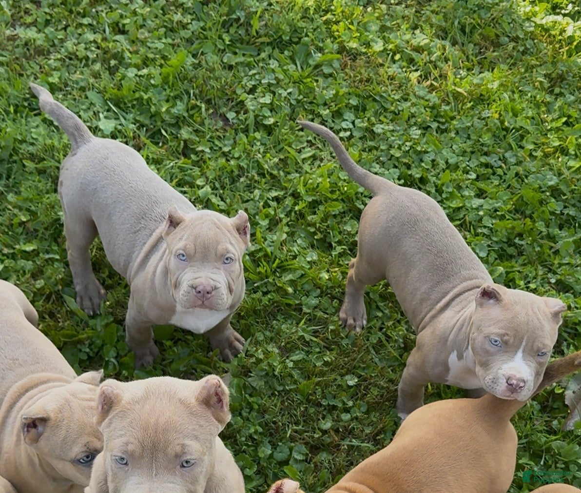 American Bully dogs Guess - Ad 2